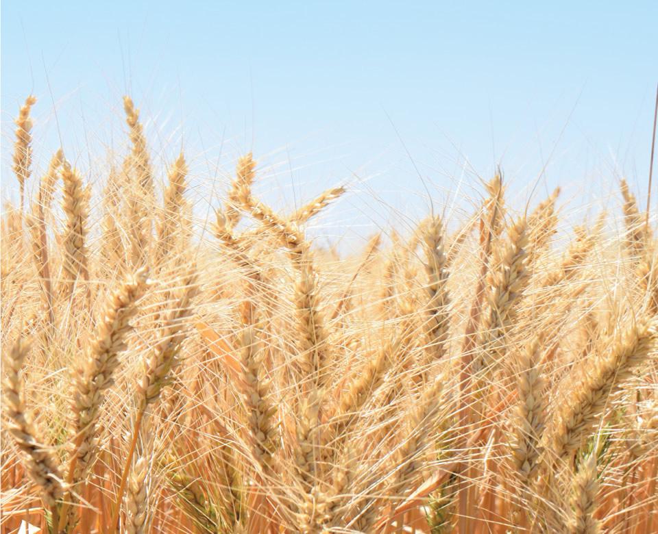 Agricultura