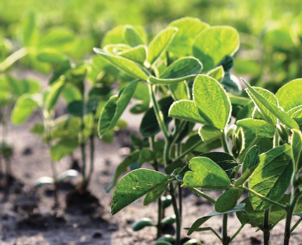 Agroinsumos